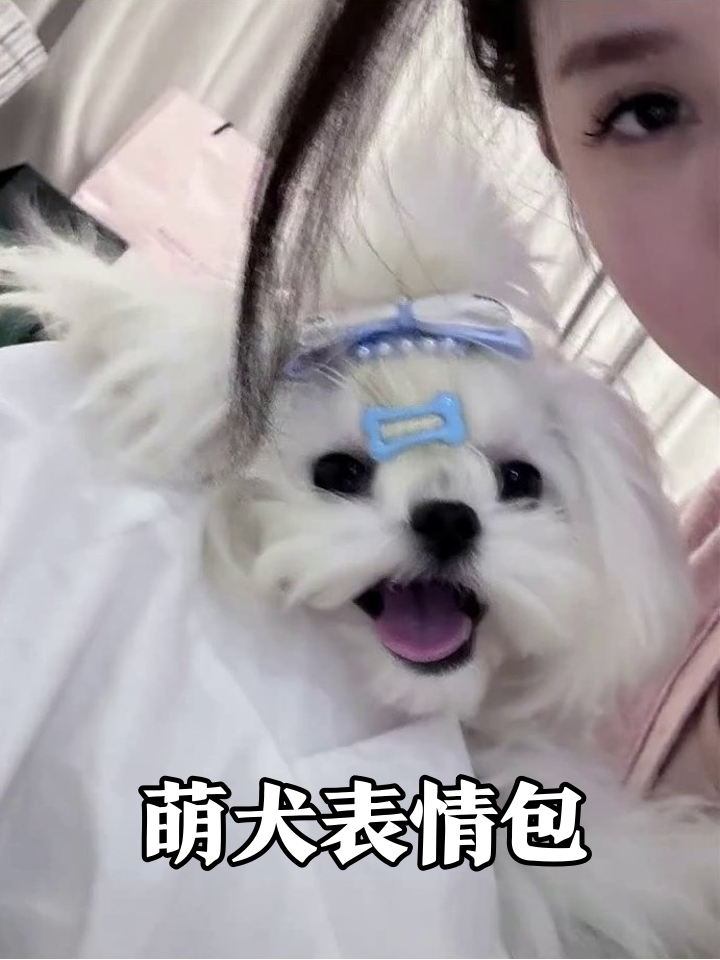小狗戴发饰笑出表情包,网友:可爱到犯规