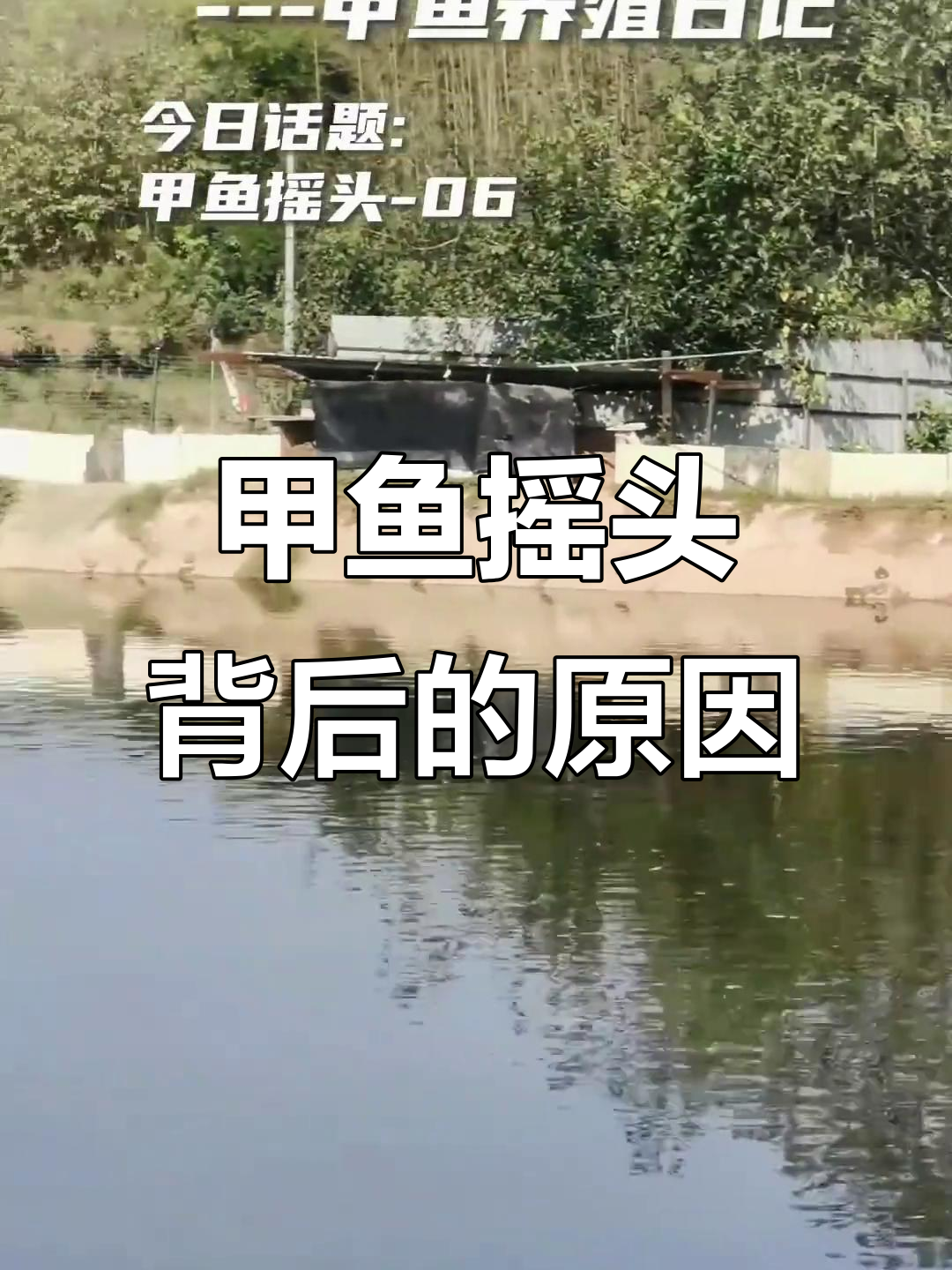 甲鱼养殖难题:消毒剂使用不当带来的危害