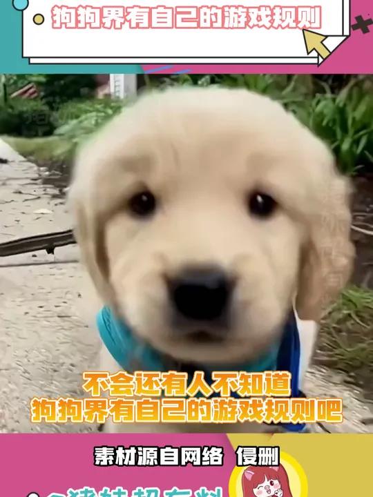 这个世界不能没有小狗 狗狗 游戏 可爱 冷知识