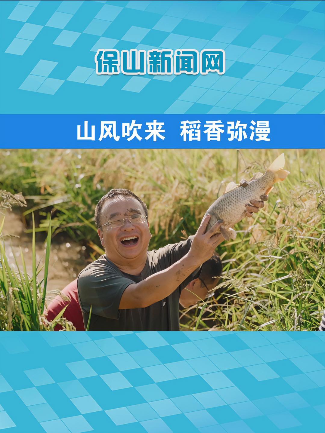 山风吹来,稻香弥漫,鱼米之乡,我的隆阳。稻花鱼 稻田风光 隆阳