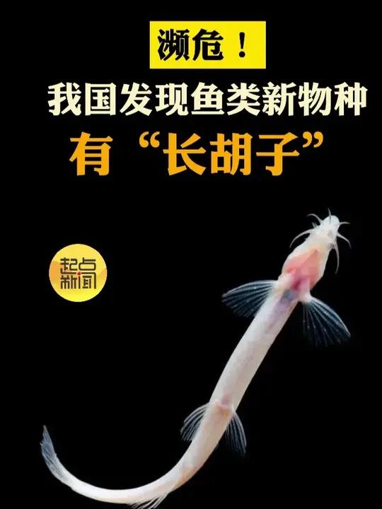 濒危!我国发现鱼类新物种,有“长胡子”
