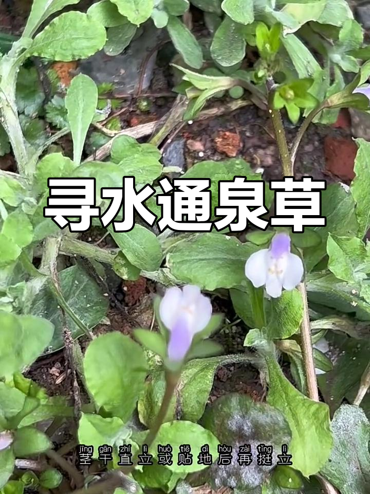 通泉草:能找水源的野菜,药用价值高