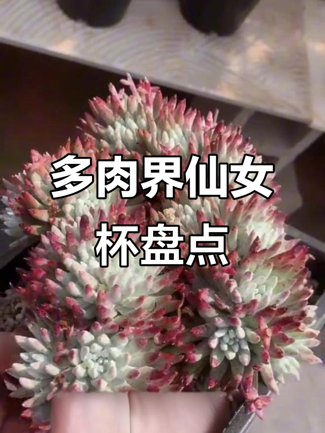 仙女杯系列多肉植物大揭秘,看看你家里养了哪些品种?