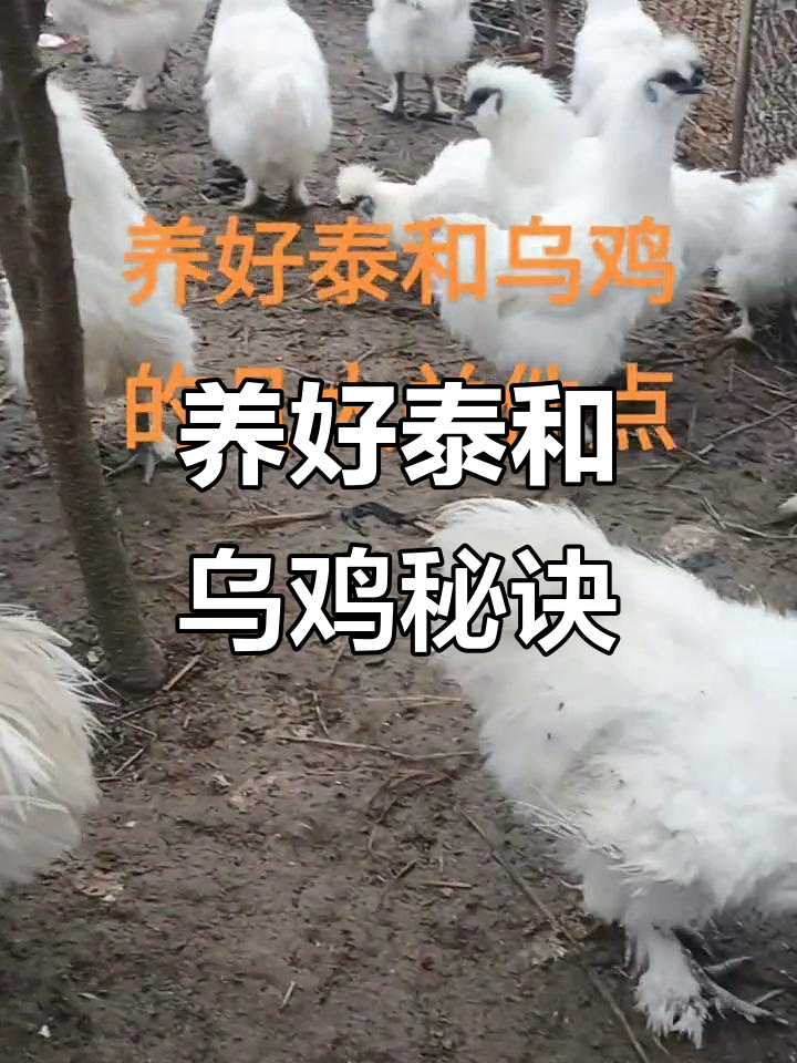泰和乌鸡养殖技巧:轻松掌握生态散养方法