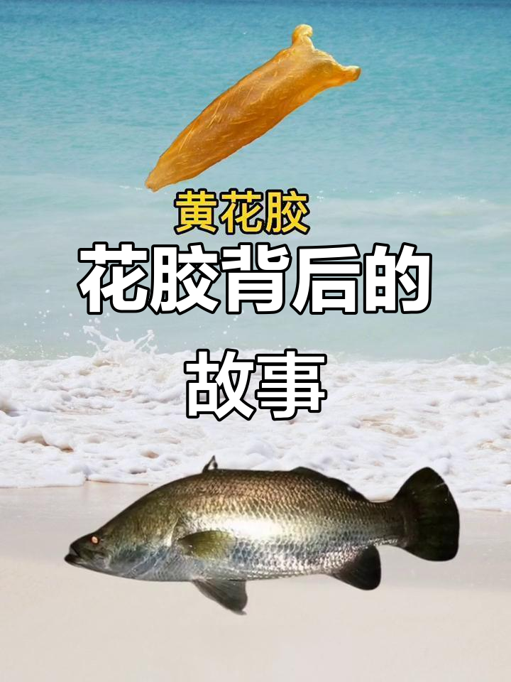 鱼胶的秘密:你家的花胶来自哪种深海鱼类?