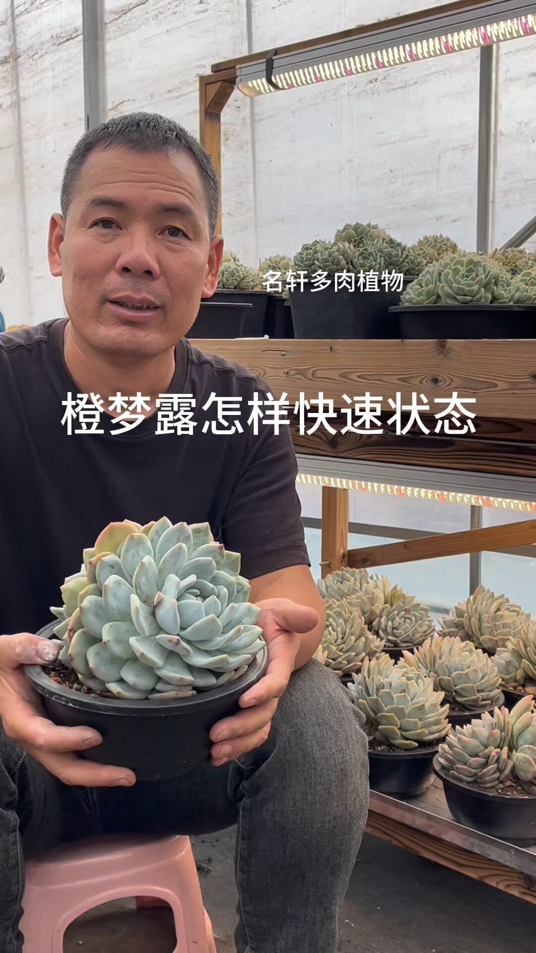 多肉植物橙梦露快速状态