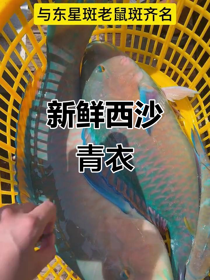 西沙青衣鱼:鲜嫩美味,清蒸十分钟即享海味