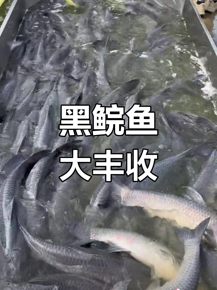 500多条黑鲩鱼,活力十足!