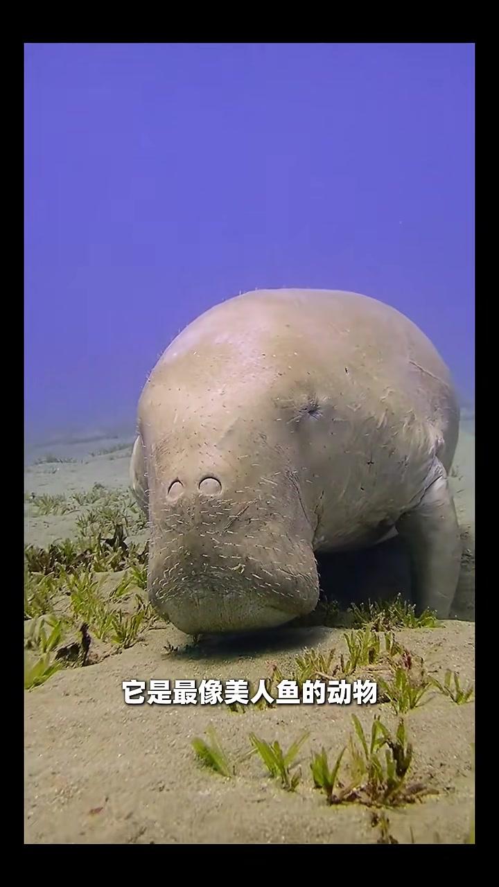 儒艮——传说中美人鱼的原型之一 神奇动物 海洋生物 儒艮 美人鱼 千万IP创科普