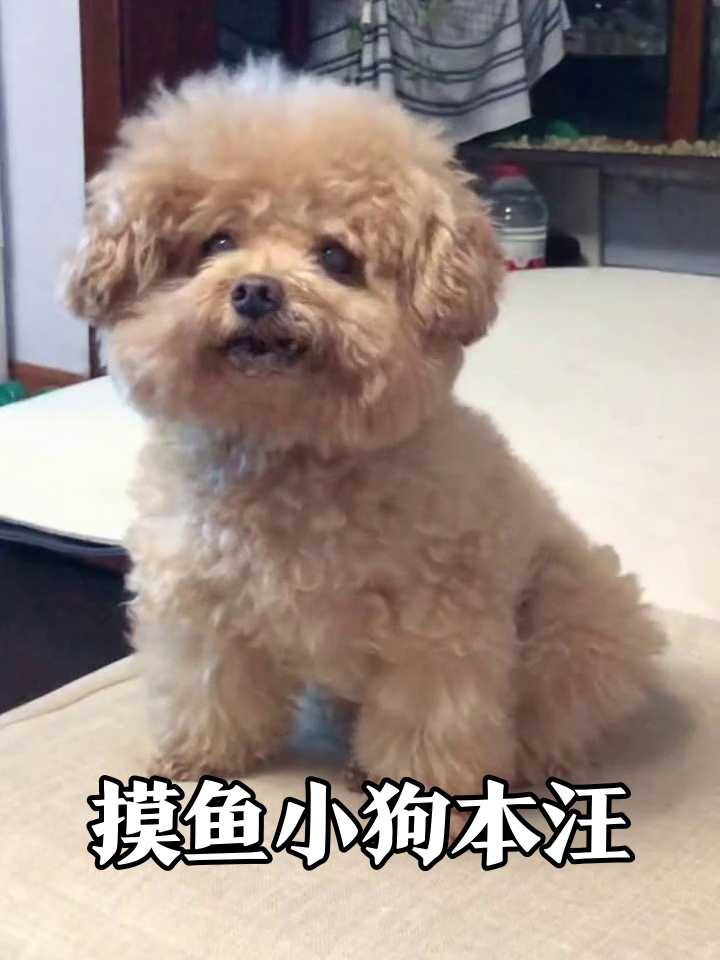 小狗开会摸鱼等开饭，表情管理满分