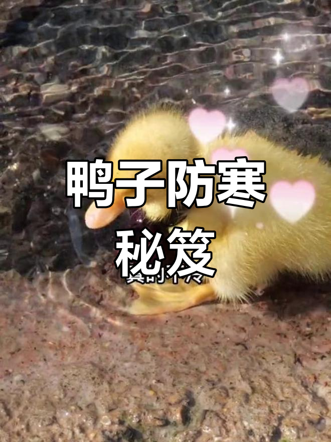 鸭子的蹼不怕冷,天然保暖系统让它们冬季也能畅游