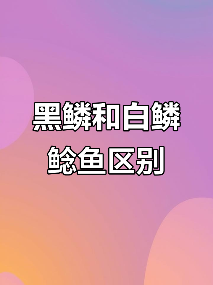 野生黑鳞鮸鱼与白鳞鲶鱼的差别,哪种更美味?