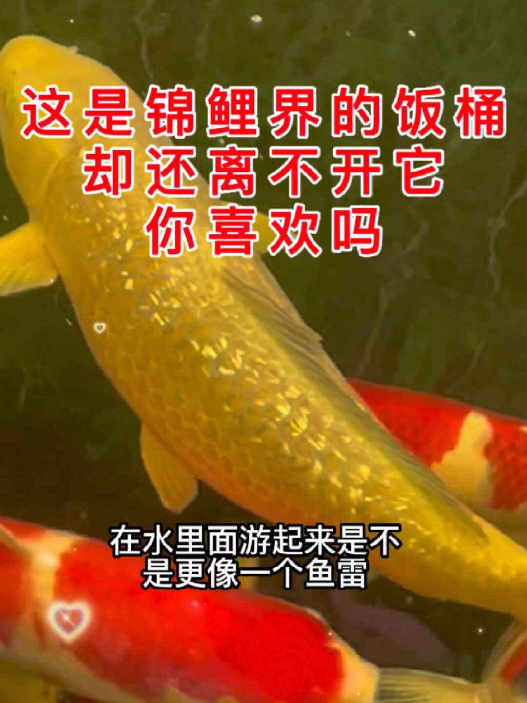 它是锦鲤鱼界的饭桶干饭王但是有很讨人喜欢你喜欢它吗 苏州