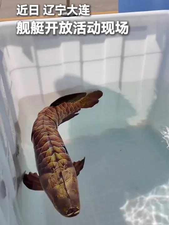 这“鲤鱼”怎么卖的？仔细一看，竟然是会游的仿生鱼！祝屏幕前的你，鱼跃龙门，顺风顺水！