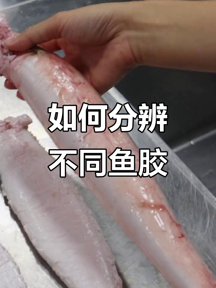 鱼胶品种大揭秘:如何区分毒敏与养殖视觉?