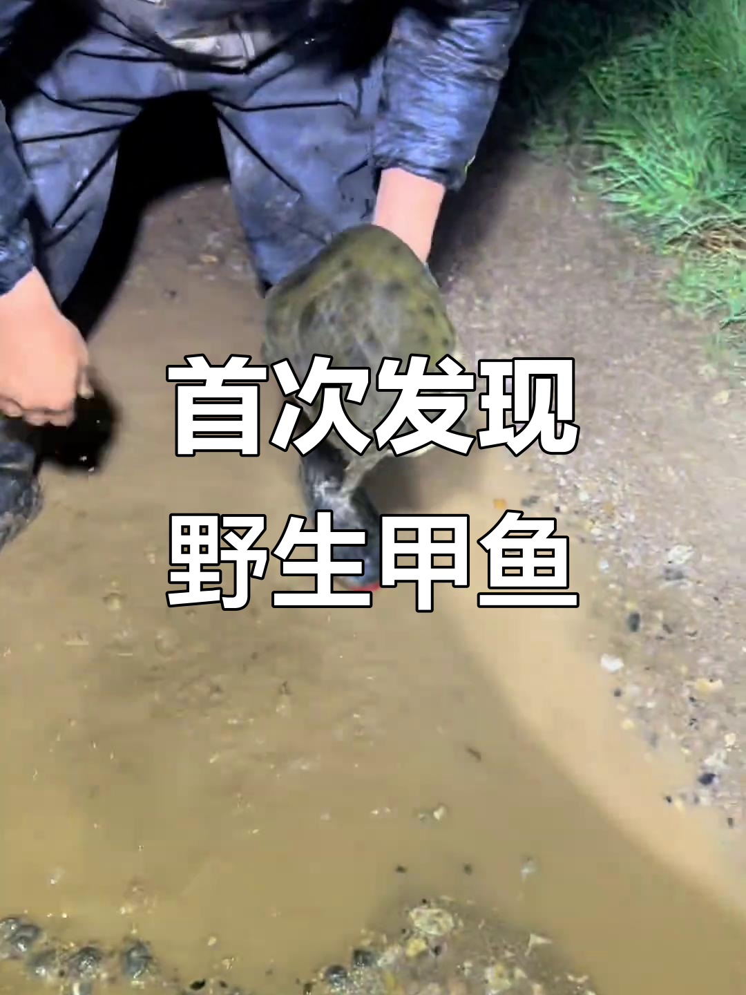 第一次捡到野生甲鱼,竟然是在路上!真实记录生活瞬间