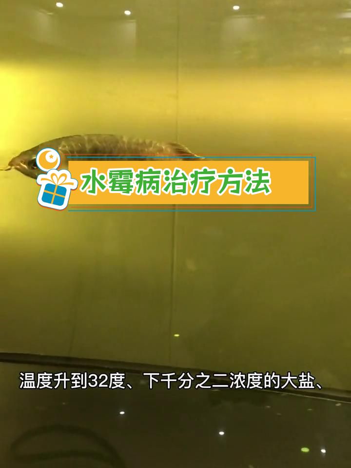 龙鱼水霉立鳞治疗全过程