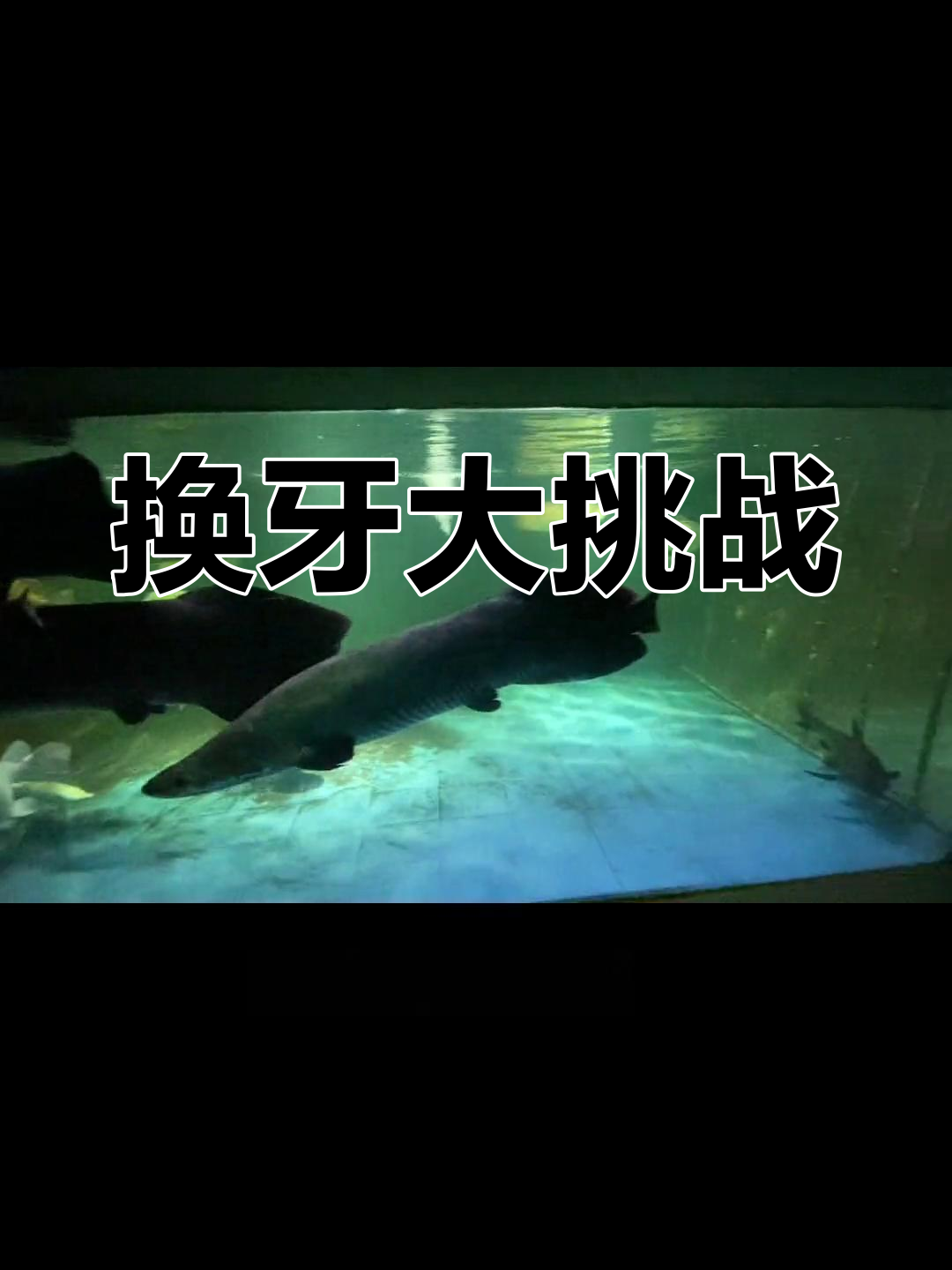 巨暴牙鱼换新齿,最大尺寸遗憾错过!