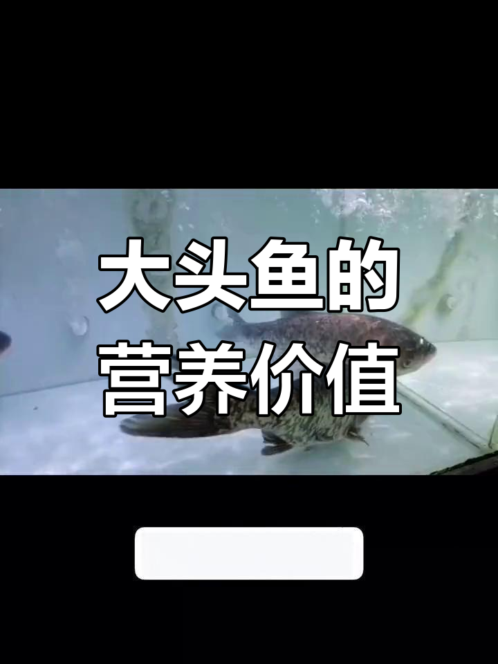 鳙鱼:淡水中的美味宝藏