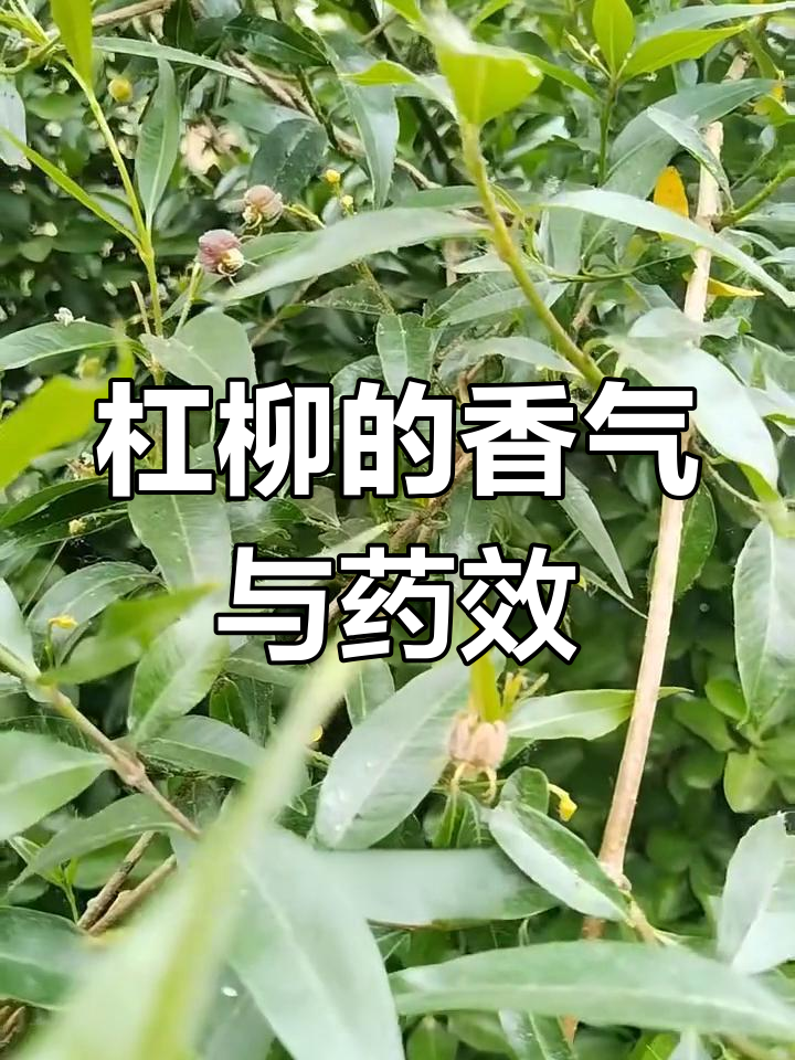 杠柳:从鹅绒藤到香加皮,了解萝藦科植物的独特魅力