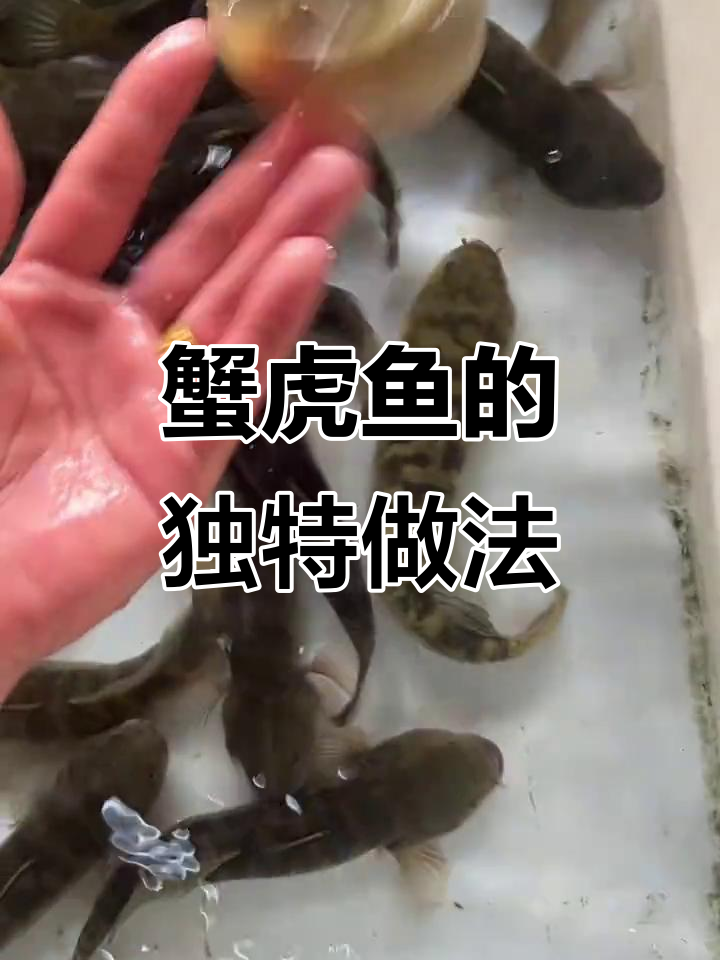 专吃螃蟹的蟹虎鱼,一斤仅需80元!