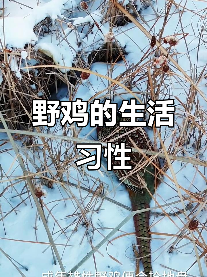 野鸡家族的生存法则:雄性争夺地盘,雌性集体失踪
