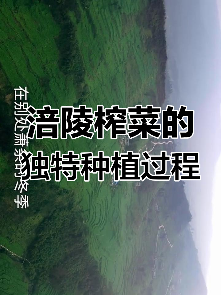 乌江榨菜:从荒漠到餐桌的神奇旅程
