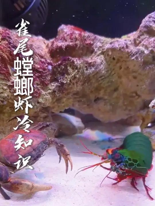 带你认识世界上拳头最硬的动物，雀尾螳螂虾