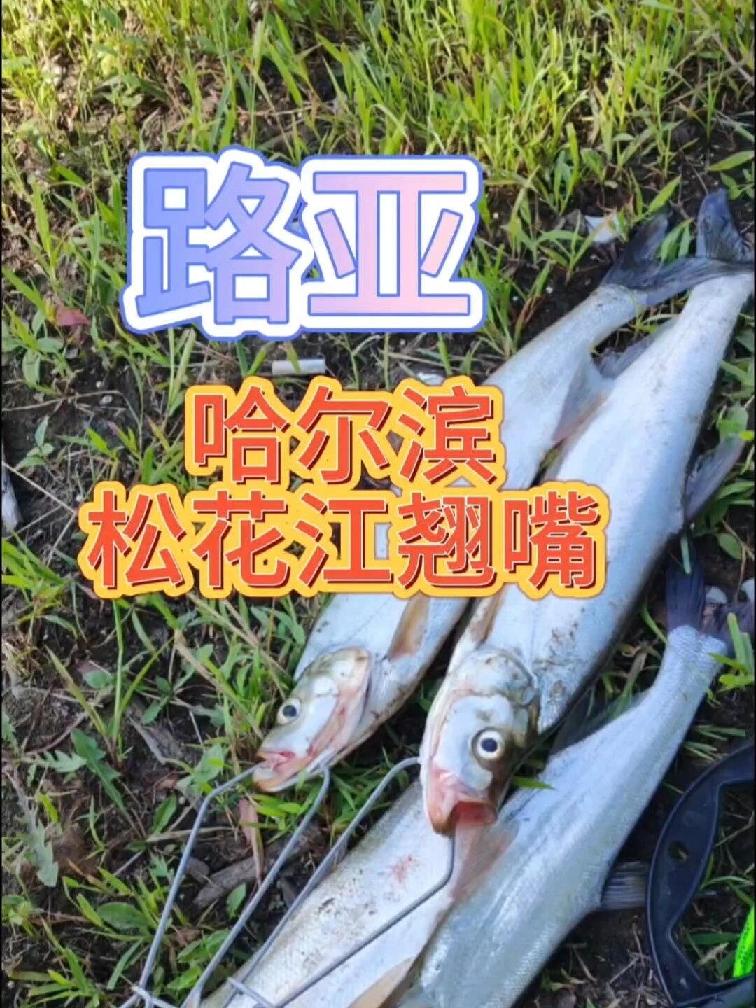 路亚翘嘴,哈尔滨松花江野钓翘嘴,岛子鱼