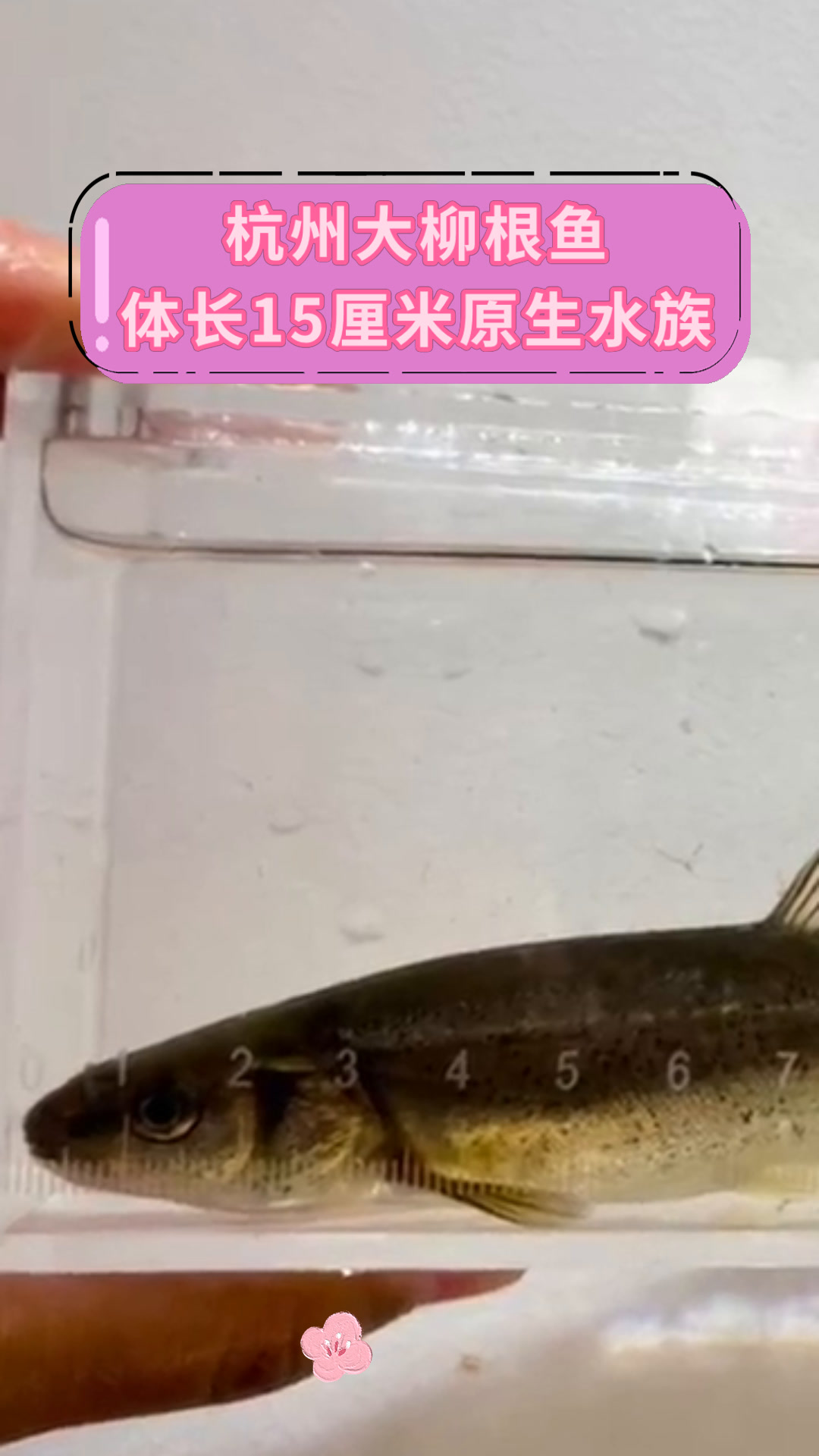 杭州大柳根鱼体长15厘米原生水族