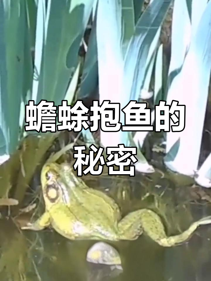 蟾蜍为何抱鱼不放?