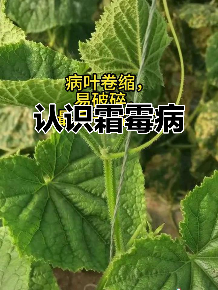 霜霉病:蔬菜的致命敌人,如何防治?