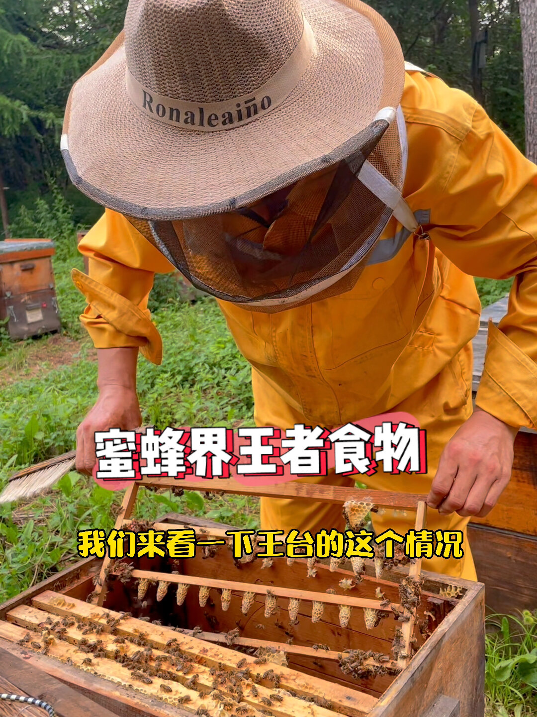 蜜蜂界王者吃的食物蜂王浆