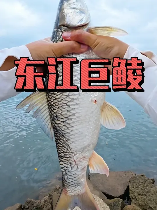 东江钓获公斤土鲮和5斤大老麦,土鲮麦鲮上鱼超带劲!