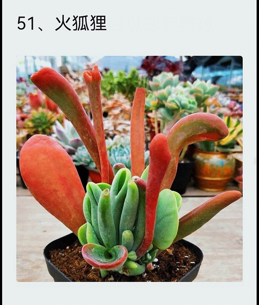 100种罕见多肉七