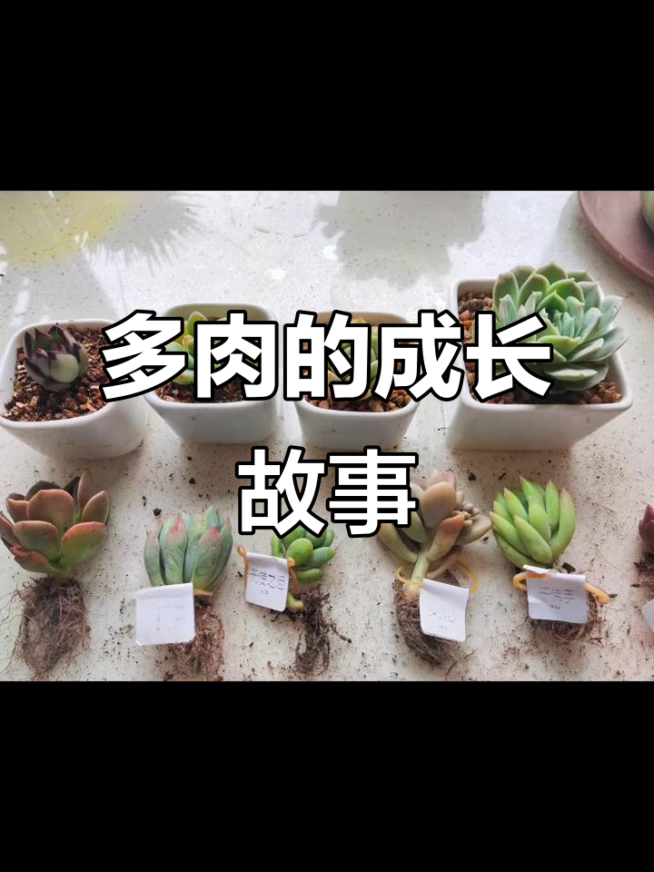从两个多肉到满满一盘,成长历程大揭秘