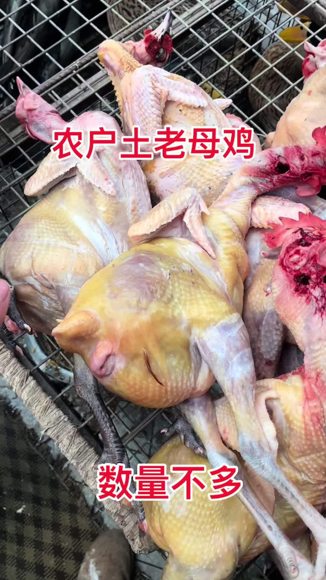 农村散养的土老母鸡需要的来我直播间看看 生态散养 鸡鸭鹅 土鸡土鸭 家禽