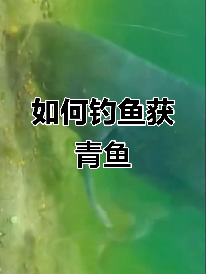 青鱼钓法揭秘：如何用螺丝和玉米打窝，轻松吸引青鱼上钩