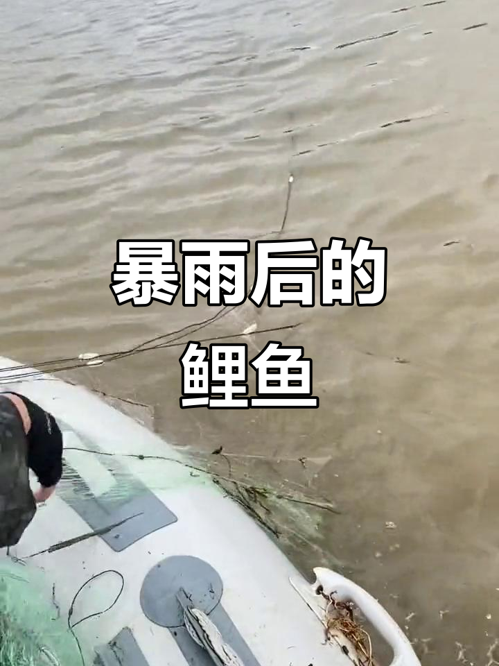 大雨后鲤鱼现身,你见过最大的有多重?