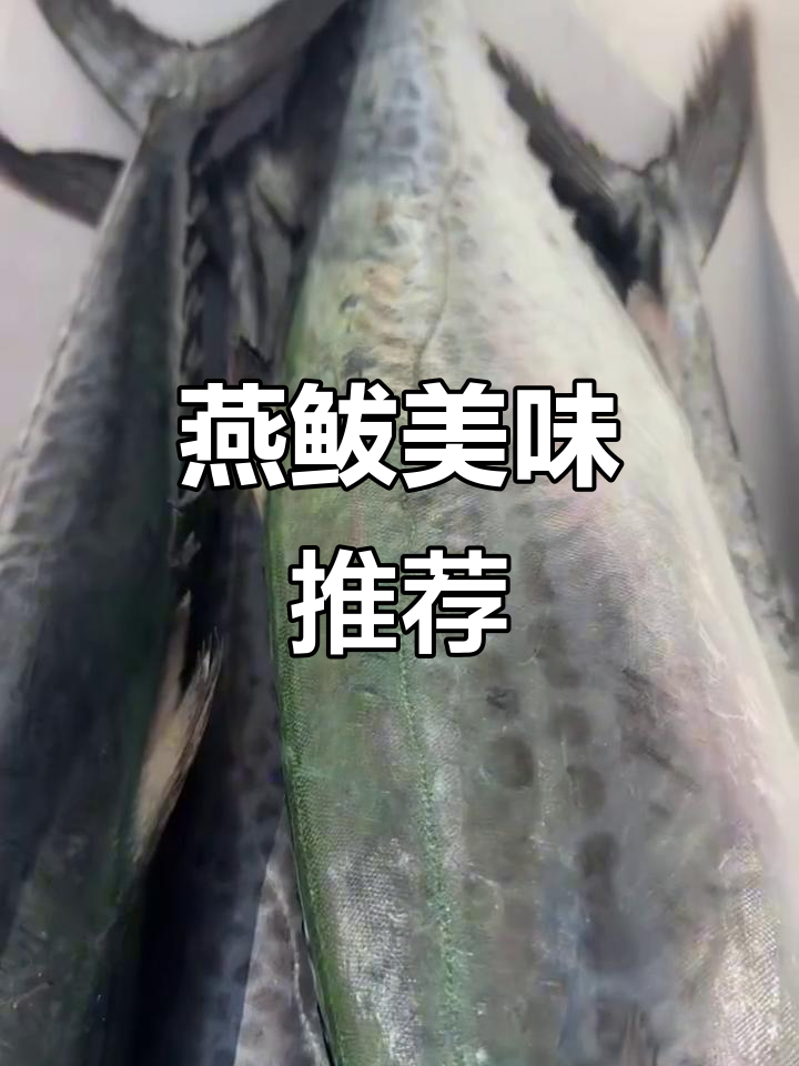 燕鲅肉质鲜美,包饺子或做丸子,口感绝佳!