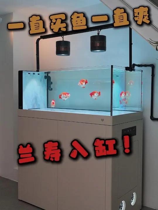 兰寿入缸！一直买鱼一直爽