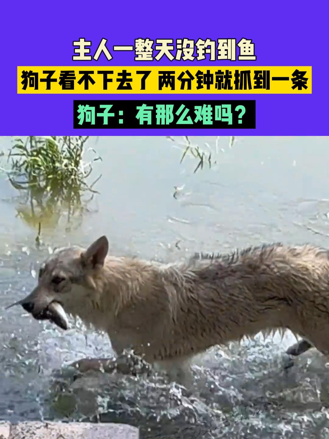 8月8日 山东,主人一整天没钓到鱼,狗子看不下去了,两分钟就抓到一条,狗子:有那么难吗?钓