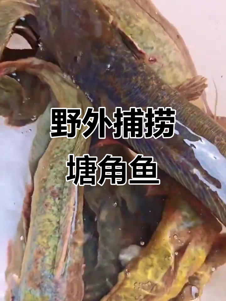 溪流钓野生“滑哥”塘角鱼，真实户外挑战