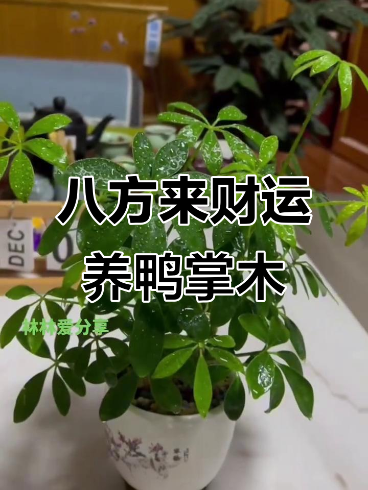 鸭掌木:招财进宝的绿植,寓意深刻又好养护