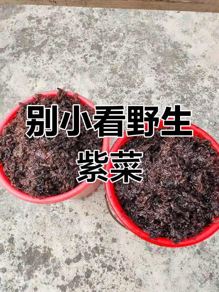 野生紫菜的营养价值,你了解吗?