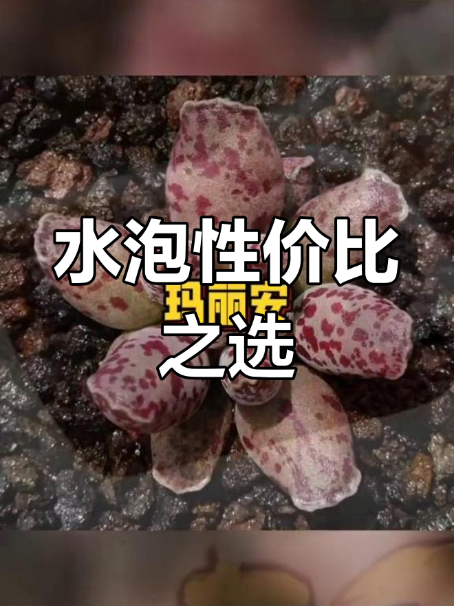 推荐十款性价比高的水泡,绝对值得尝试!