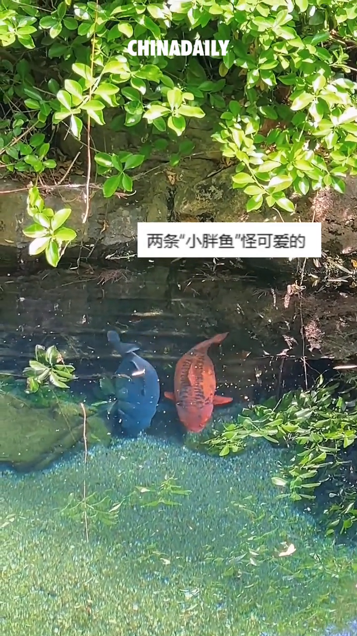 泉水里两条小胖鱼同步游动。网友：镜像般的动作
