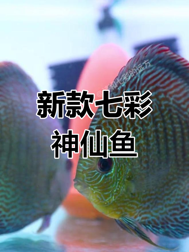 七彩神仙鱼蛇纹新品种,蓝红底色变幻无穷