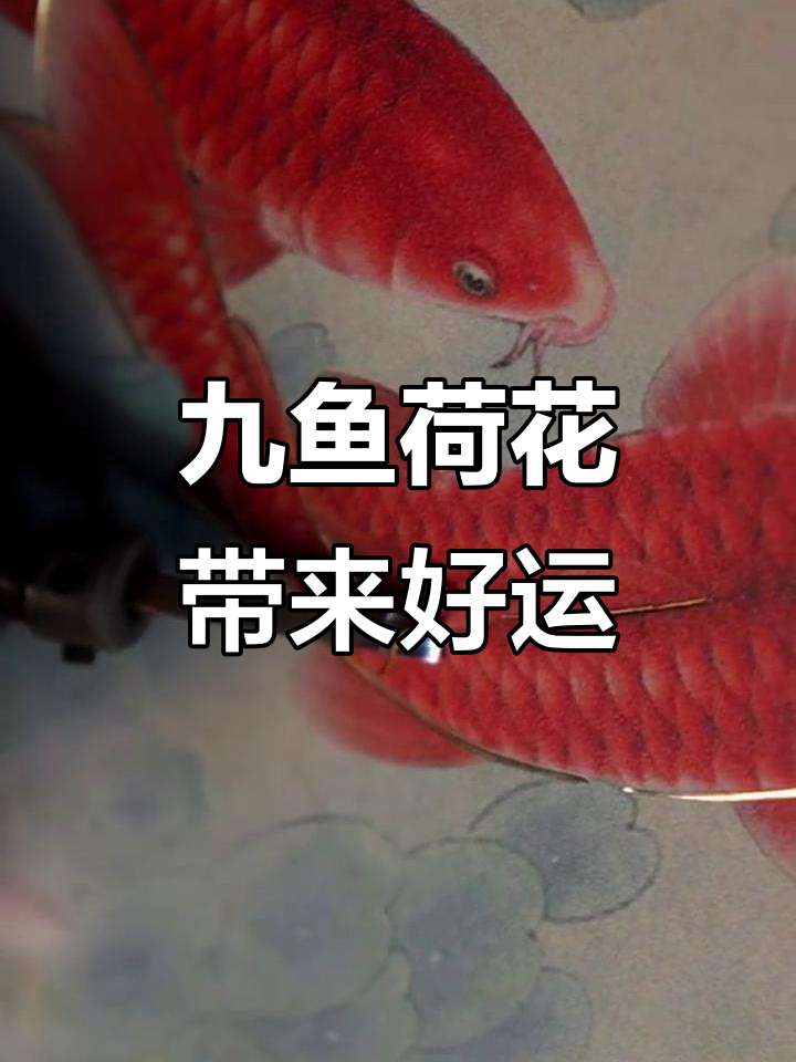 家里挂九鱼荷花,财运滚滚来!