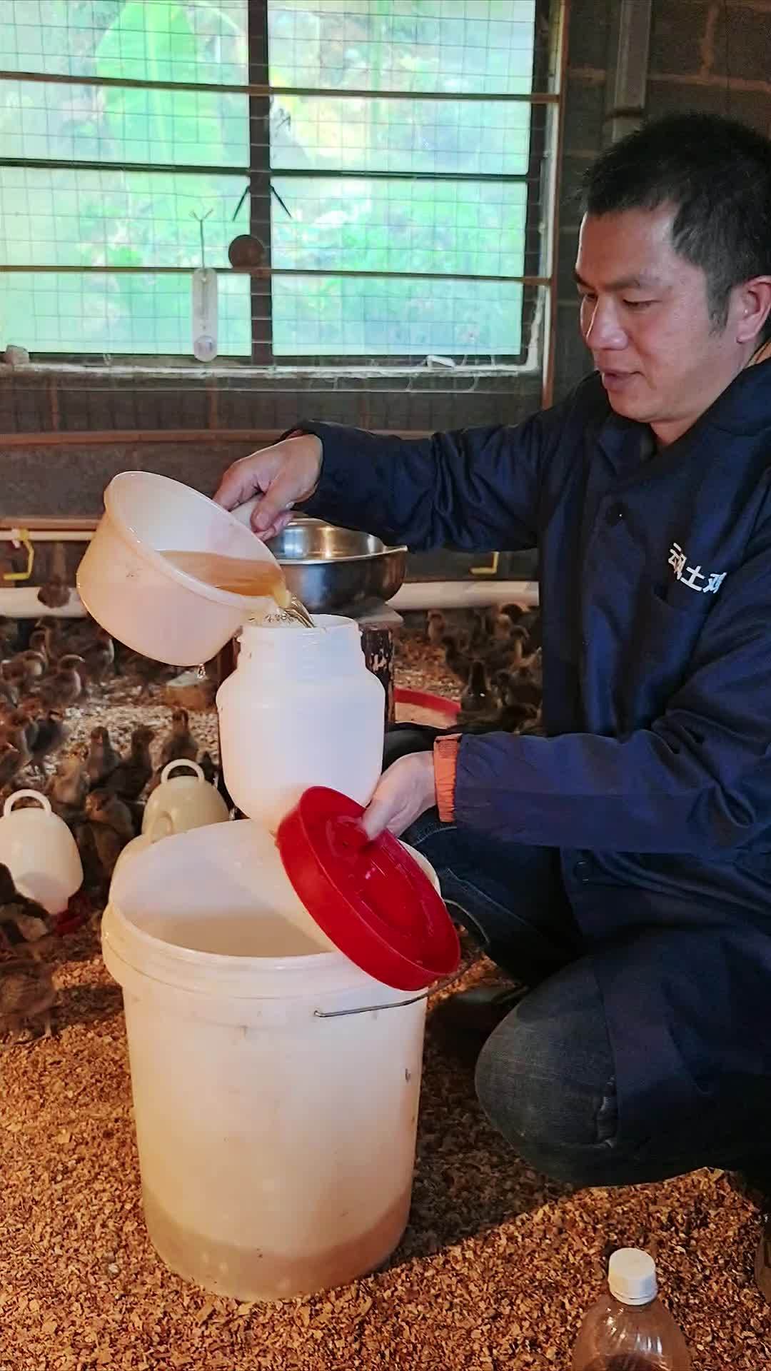 养殖 养鸡 鸡鸭鹅养殖 农村散养土鸡 益生菌 有机养殖活性益生菌兽用